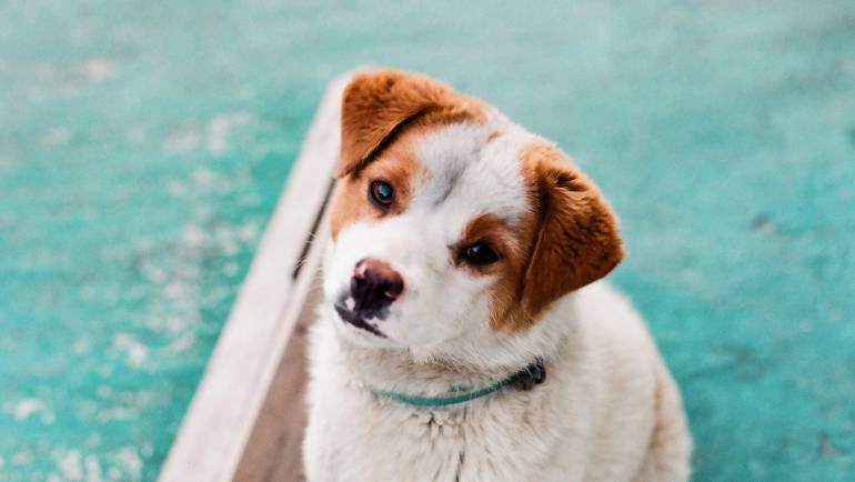 Echoskopiniai tyrimai