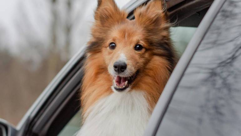 Veterinaras į namus